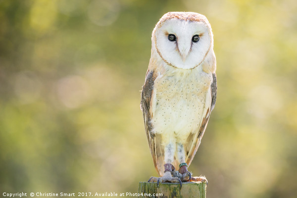 Barn Owl on Fence Post Picture Board by Christine Smart