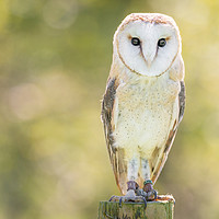 Buy canvas prints of Barn Owl on Fence Post by Christine Smart