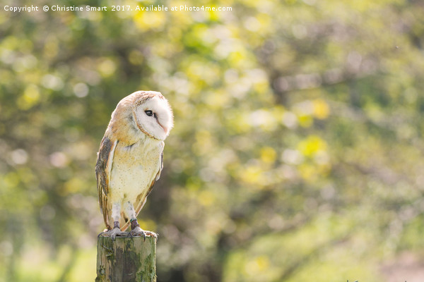 Barn Owl on Countryside Fence Post Picture Board by Christine Smart