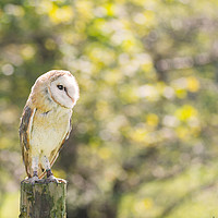 Buy canvas prints of Barn Owl on Countryside Fence Post by Christine Smart