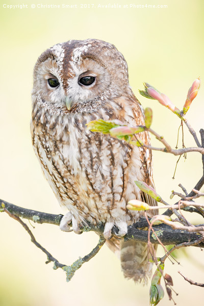 Tawny Owl in Springtime Picture Board by Christine Smart