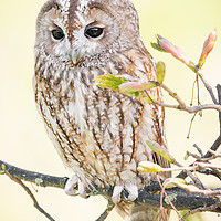 Buy canvas prints of Tawny Owl in Springtime by Christine Smart