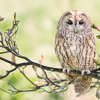 Buy canvas prints of Tawny Owl on Flowering Branch by Christine Smart