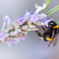 Buy canvas prints of Bumble Bee on Lavender by Christine Smart