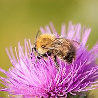 Buy canvas prints of Bumble Bee on Purple Thistle by Christine Smart