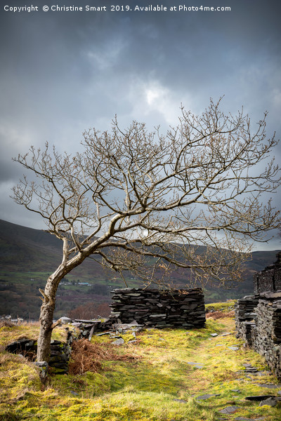 Dinorwic Slate Quarry - The Tree Picture Board by Christine Smart