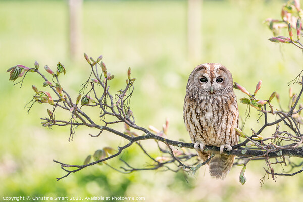 Tawny Owl on a Branch Picture Board by Christine Smart