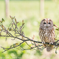 Buy canvas prints of Tawny Owl on a Branch by Christine Smart