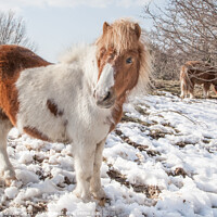Buy canvas prints of Carneddau Ponies in the Snow by Christine Smart