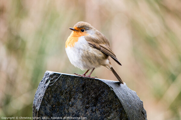 Fluffy Robin Redbreast - Bird - British Bird - UK  Picture Board by Christine Smart