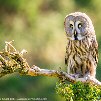 Buy canvas prints of Great Grey Owl by Christine Smart