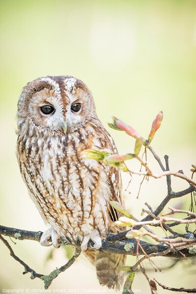 Tawny Owl in a tree Picture Board by Christine Smart