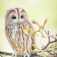 Buy canvas prints of Tawny Owl in a tree by Christine Smart