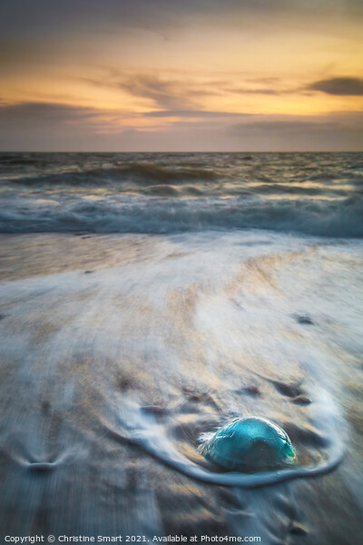 Jellyfish on Llanddwyn Beach - Sunset Seascape Anglesey North Wales Coast Picture Board by Christine Smart
