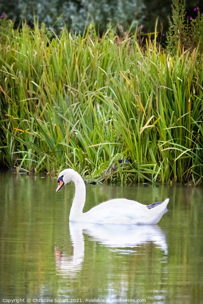 Swan on Lake - Reflection Pond Abergele North Wales Bird Wildlife  Picture Board by Christine Smart