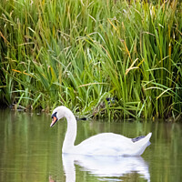Buy canvas prints of Swan on Lake - Reflection Pond Abergele North Wales Bird Wildlife  by Christine Smart