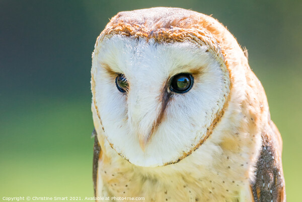 Barn Owl Portrait/Close Up Wildlife Bird/Bird of Prey North Wales Picture Board by Christine Smart