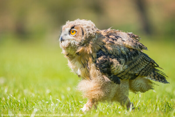 Young Owl / Bird of Prey / Bird Wildlife Baby Bird  Picture Board by Christine Smart