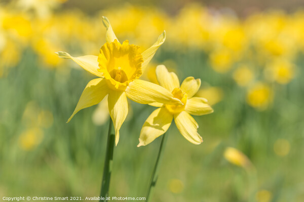'Field of Gold' - Soft Focus Daffodil Flowers / Close Up Yellow Flower / Spring Sunshine Picture Board by Christine Smart