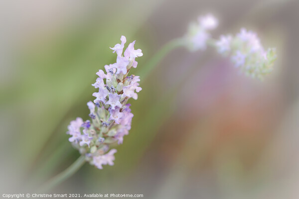 'Lavender Bloom' - Soft Focus Lavender Flowers Picture Board by Christine Smart