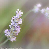 Buy canvas prints of 'Lavender Bloom' - Soft Focus Lavender Flowers by Christine Smart