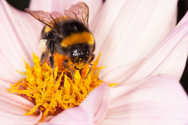 Macro Bumble Bee and Flower / Nature Wildlife Flora / Micro Close Up Insect Pollen Dahlia Picture Board by Christine Smart