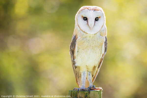 Barn Owl Portrait - Bird of Prey - Bird Wildlife Sun Sunshine  Picture Board by Christine Smart
