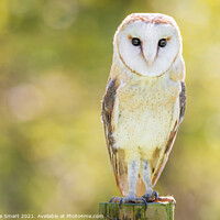 Buy canvas prints of Barn Owl Portrait - Bird of Prey - Bird Wildlife Sun Sunshine  by Christine Smart