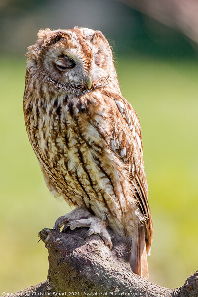 Sleepy Owl - Tawny Owl, Bird of Prey British Wildlife, Birds Portrait Picture Board by Christine Smart