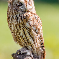 Buy canvas prints of Sleepy Owl - Tawny Owl, Bird of Prey British Wildlife, Birds Portrait by Christine Smart