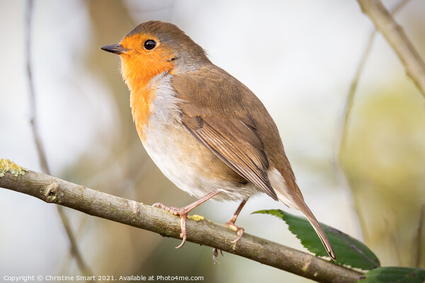 Little Robin Redbreast sitting on a branch - British Bird - UK Wildlife Picture Board by Christine Smart