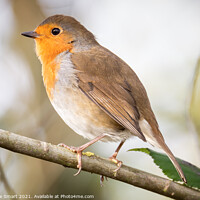 Buy canvas prints of Little Robin Redbreast sitting on a branch - British Bird - UK Wildlife by Christine Smart