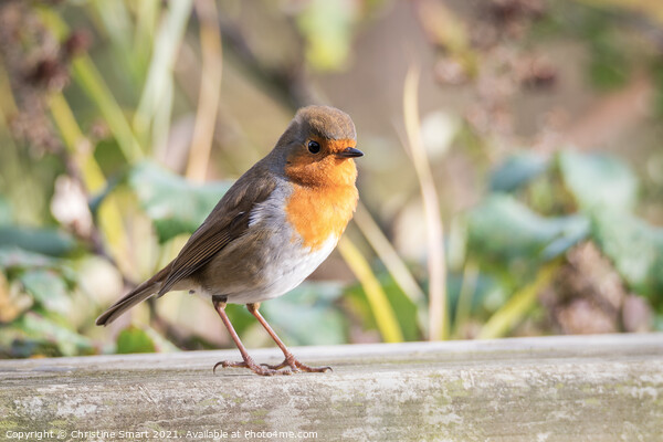 Little Robin Redbreast sitting on a fence - Wildlife - British Bird - UK Bird  Picture Board by Christine Smart