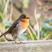 Buy canvas prints of Little Robin Redbreast sitting on a fence - Wildlife - British Bird - UK Bird  by Christine Smart
