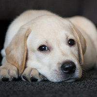 Buy canvas prints of Puppy eyes by Ian Clamp