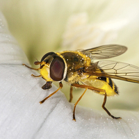Buy canvas prints of Hoverfly by Ian Clamp