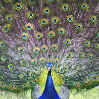 Buy canvas prints of  Proud peacock by Ian Clamp