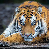 Buy canvas prints of Amur Tiger by Ian Clamp