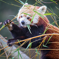 Buy canvas prints of Red Panda by Ian Clamp