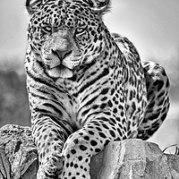 Buy canvas prints of Big cat Jaguar by Ian Clamp