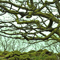 Buy canvas prints of Reaching Tree by Colin Davies