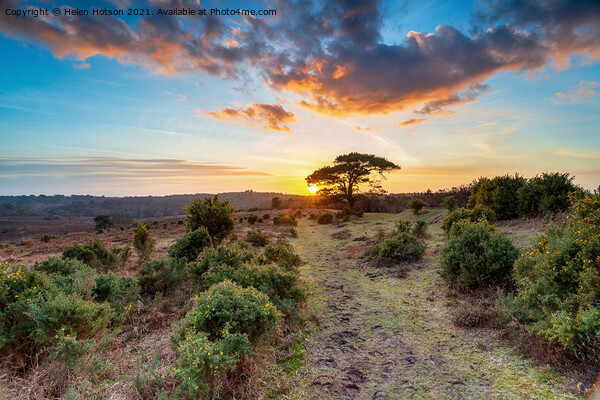 Stunning sunset over a Scots Pine tree at Bratley View Picture Board by Helen Hotson