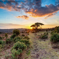 Buy canvas prints of Stunning sunset over a Scots Pine tree at Bratley View by Helen Hotson