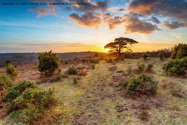 Stunning sunset over Bratley View in the New Forest Picture Board by Helen Hotson