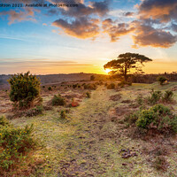 Buy canvas prints of Stunning sunset over Bratley View in the New Forest by Helen Hotson