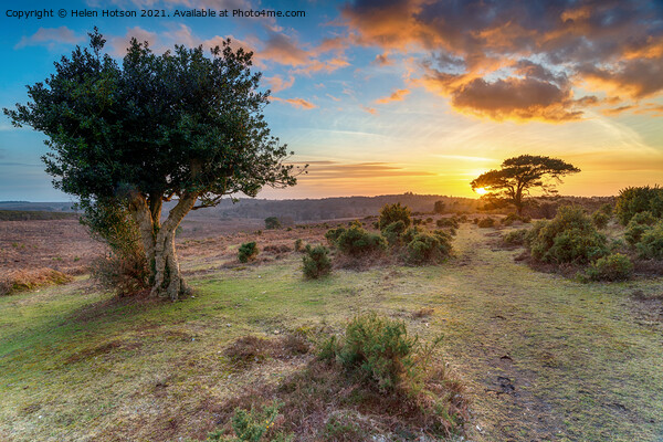 Beautiful sunset in the New Forest at Bratley View Picture Board by Helen Hotson