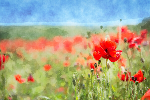 Red Poppies Background Picture Board by Helen Hotson