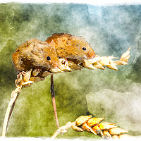 Buy canvas prints of Harvest Mice by Helen Hotson