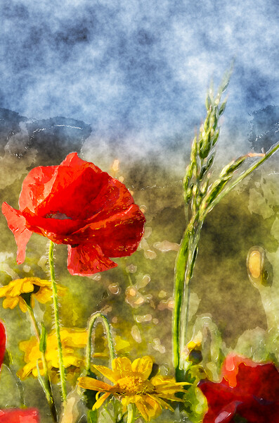 Poppies and Corn Marigolds Picture Board by Helen Hotson