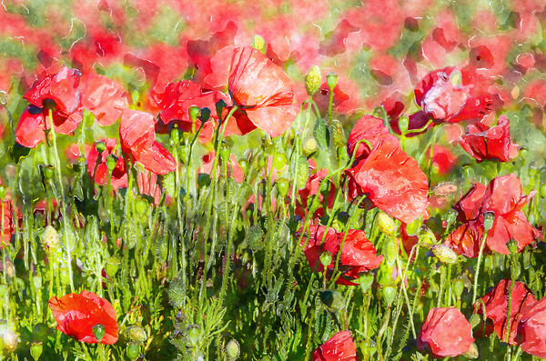Bright Red Poppies Picture Board by Helen Hotson